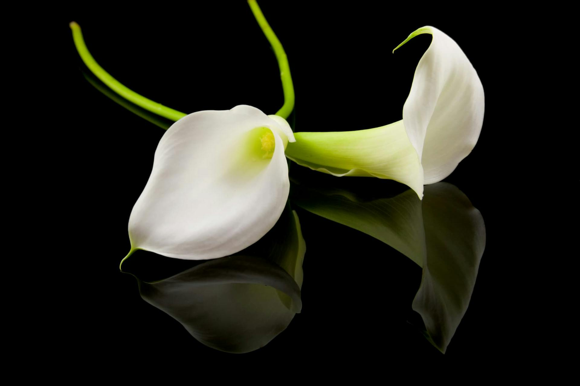 Two white Kalia flowers on black surface